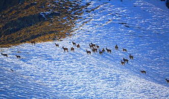 生態環境改善 新疆溫泉縣北山羊多起來